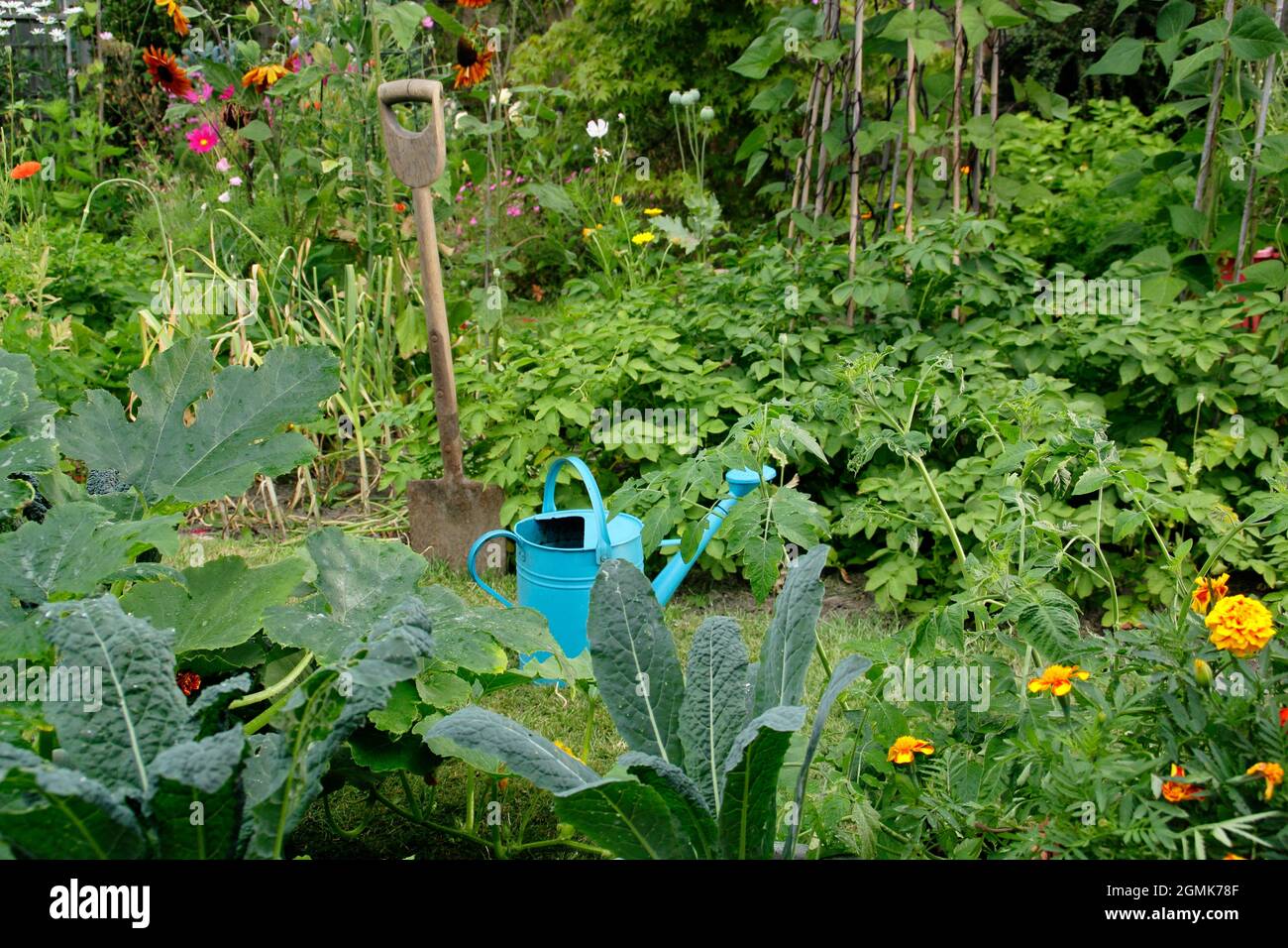 Un orto domestico con fagioli francesi, patate, cavalo nero kale, aglio e più oltre a piselli dolci, girasole, marigold e fiori di cosmo. REGNO UNITO Foto Stock