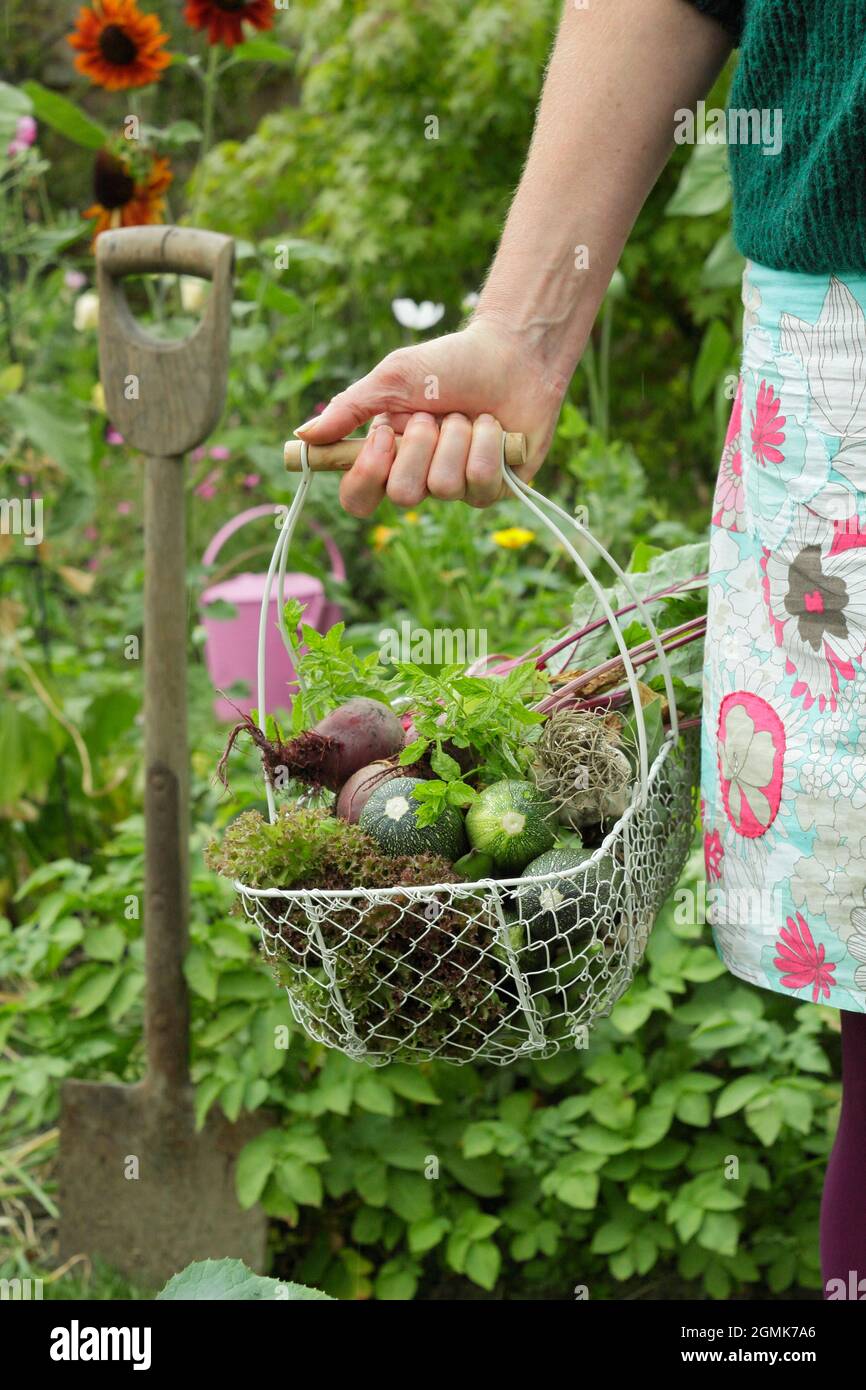 Donna in orto. Donna giardiniere che porta un cestino con le verdure appena raccolte nel suo giardino domestico della cucina in una serata estiva. REGNO UNITO Foto Stock