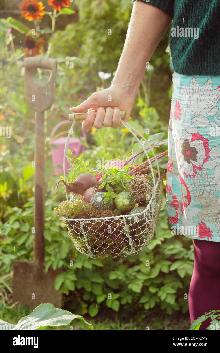 Donna in orto. Donna giardiniere che porta un cestino con le verdure appena raccolte nel suo giardino domestico della cucina in una serata estiva. REGNO UNITO Foto Stock