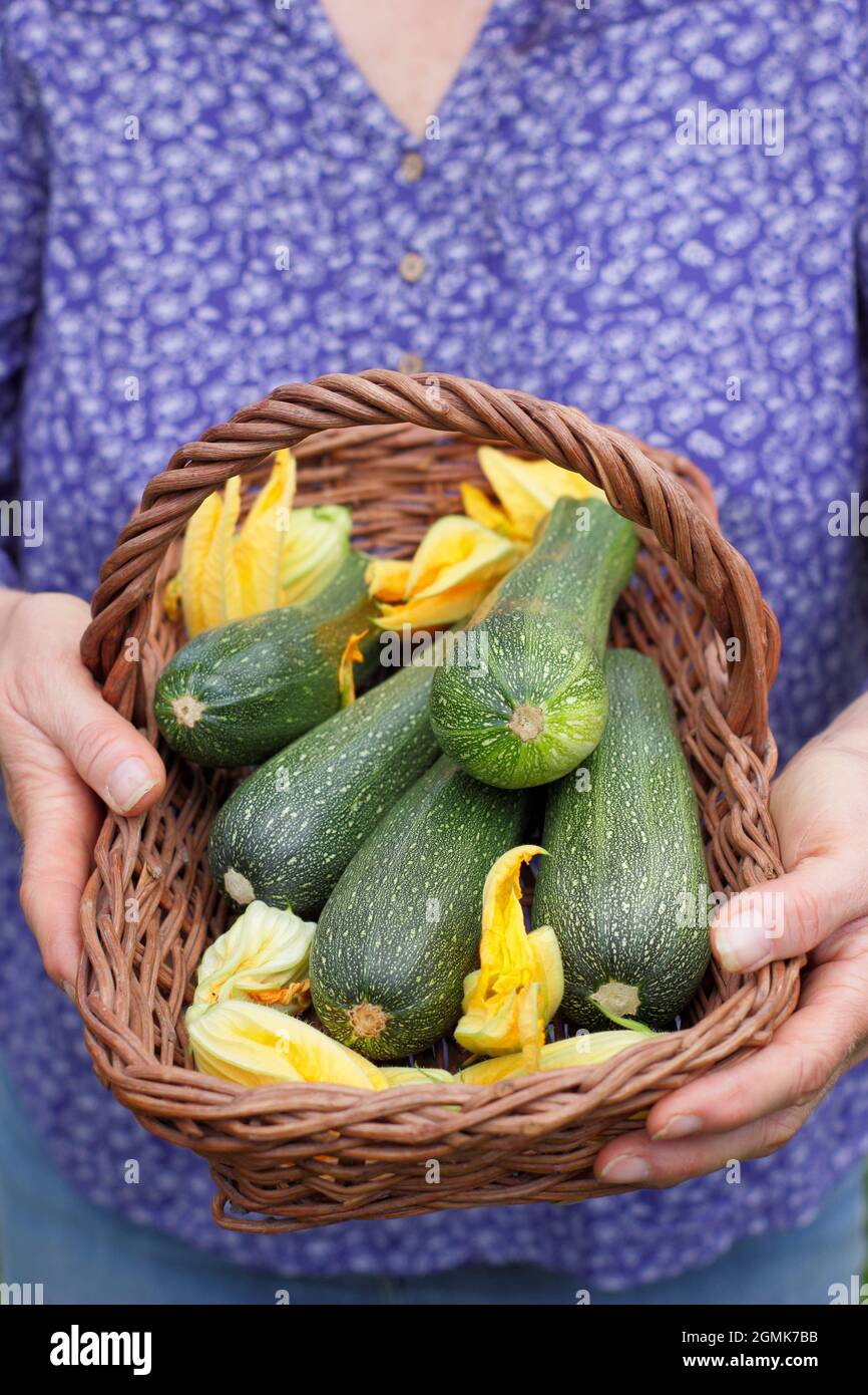 Donna con zucchine. Donna giardiniere con la zucchina casalinga 'Defender' appena raccolta e fiori di zucchina in un abbraccio nel suo giardino di cucina. REGNO UNITO Foto Stock