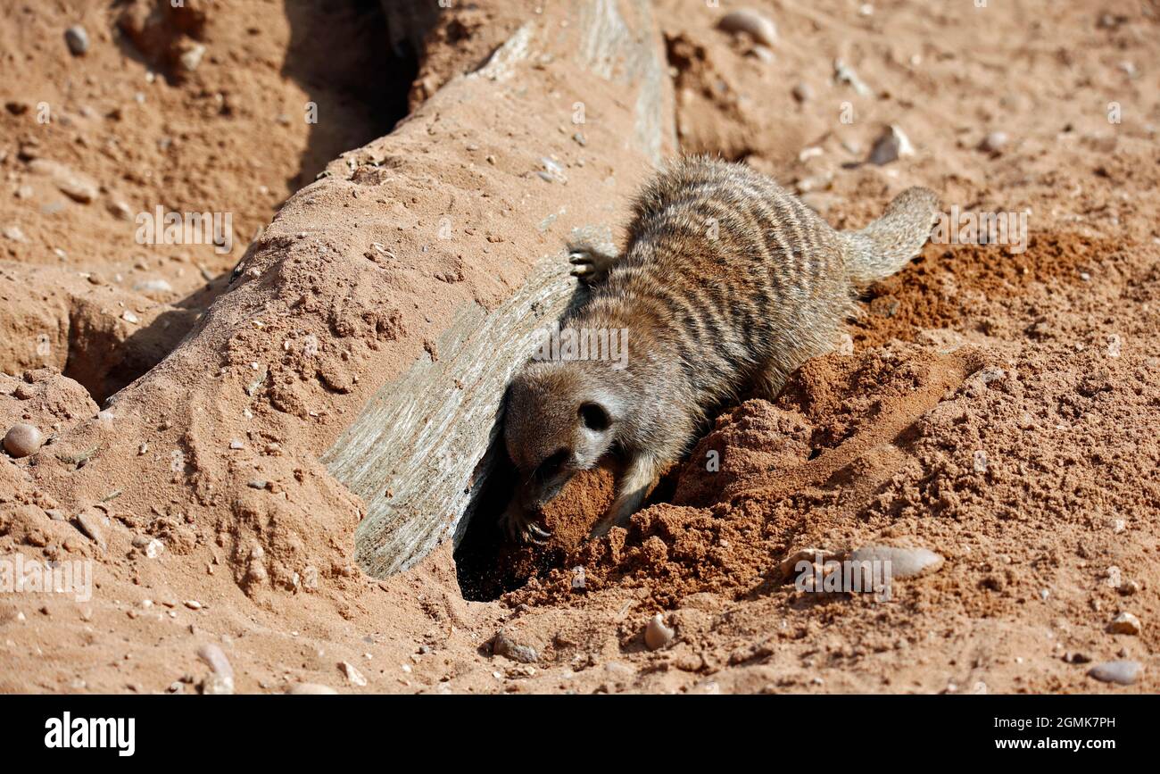 Meerkats in allerta in un parco faunistico Foto Stock