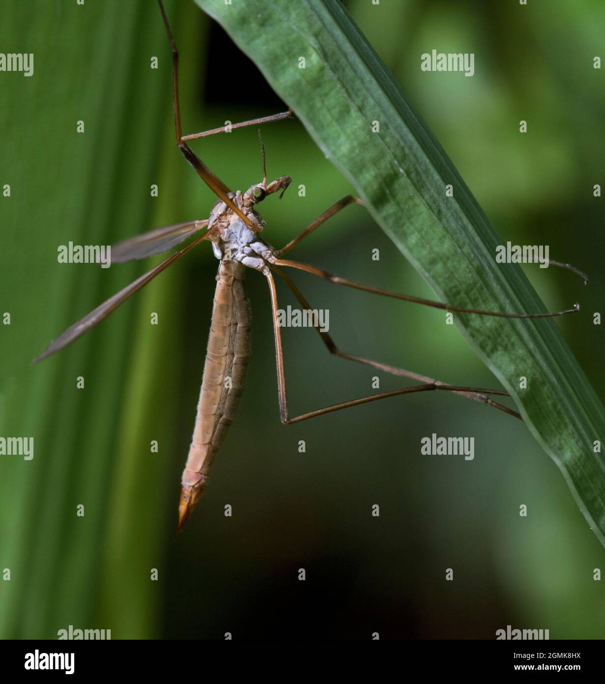 Donna Crane-fly Daddy gambe lunghe Tipula Paladosa da vicino Foto Stock