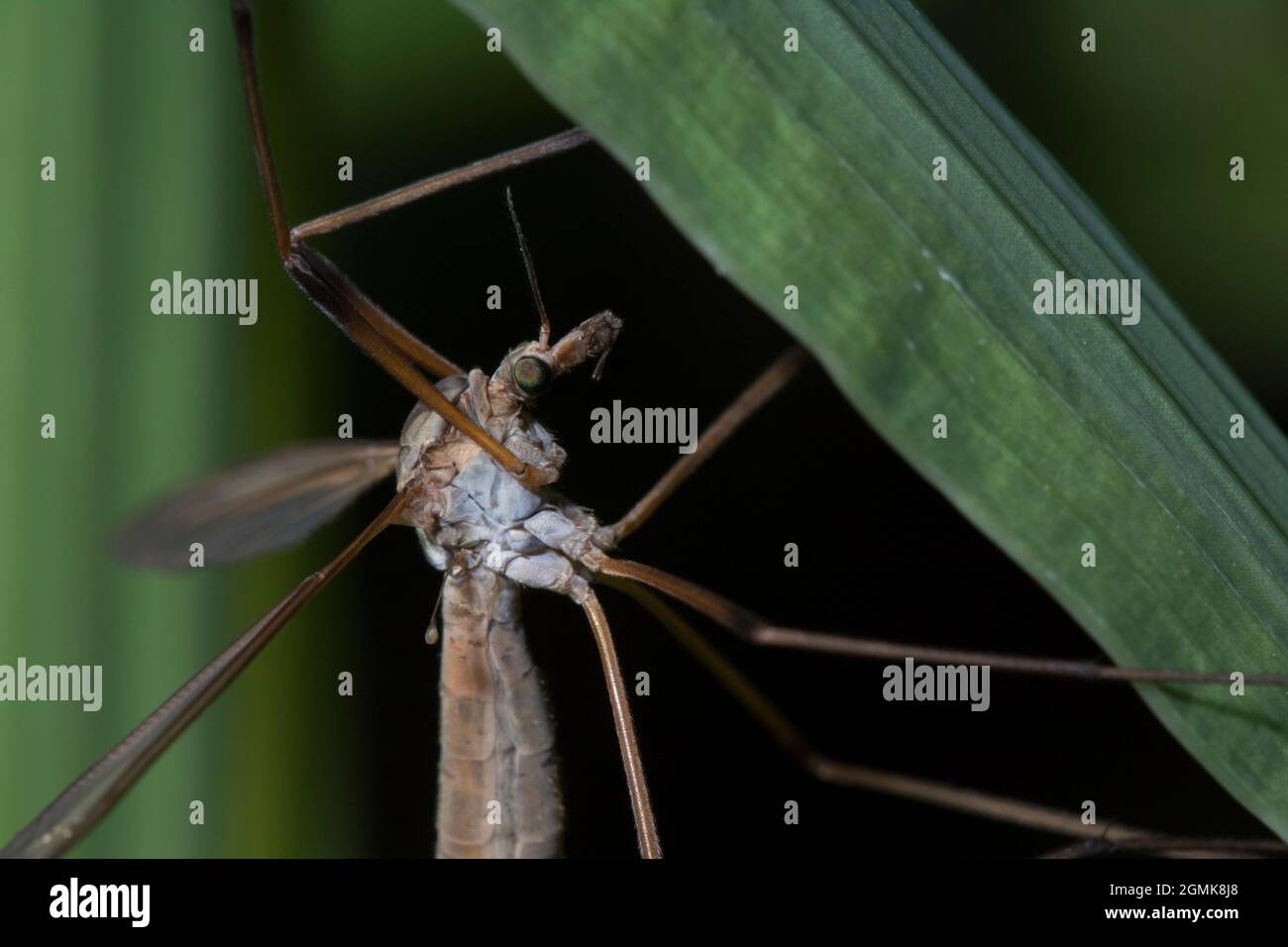 Donna Crane-fly Daddy gambe lunghe Tipula Paladosa da vicino Foto Stock