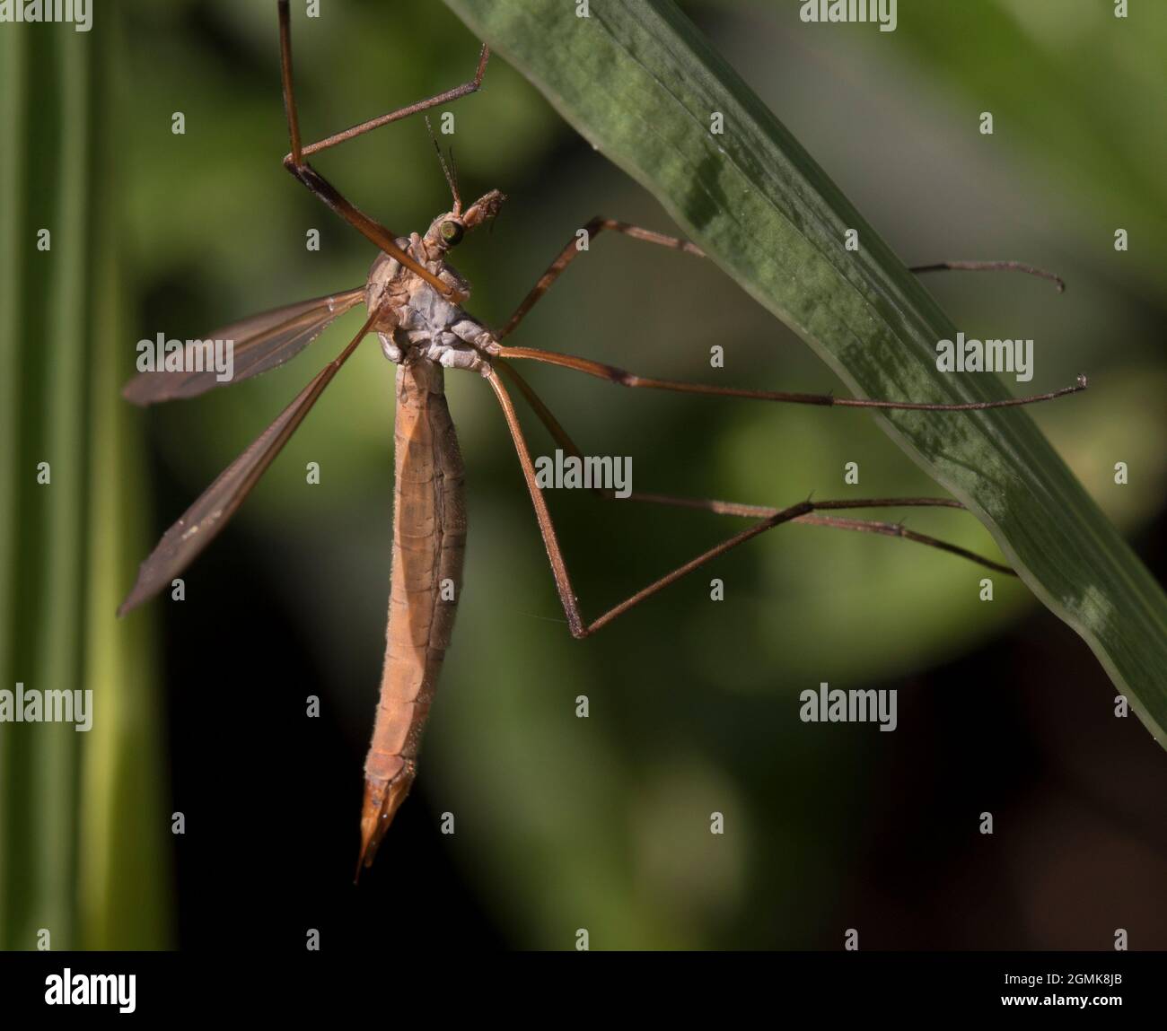 Donna Crane-fly Daddy gambe lunghe Tipula Paladosa da vicino Foto Stock