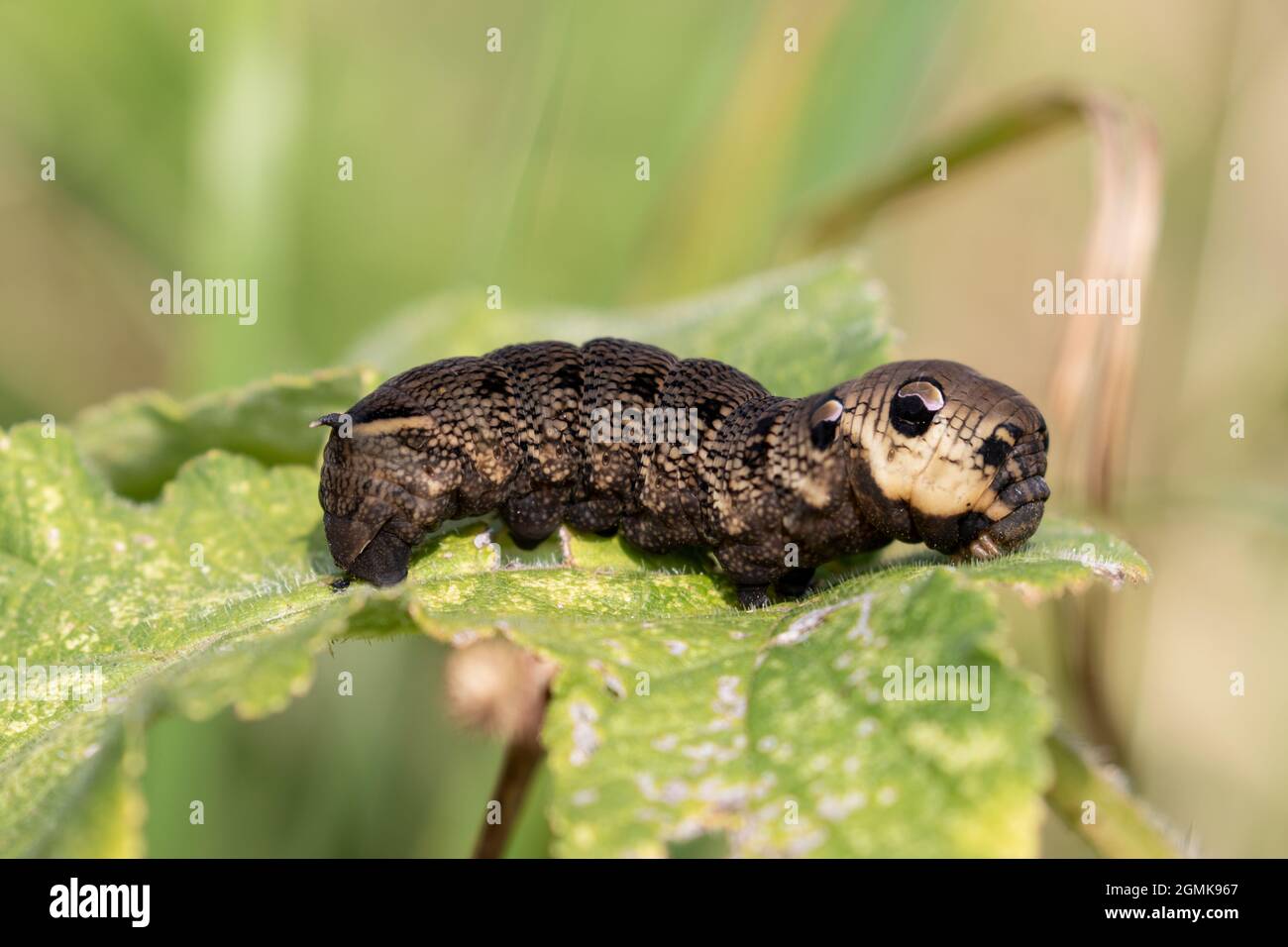 Elephant Hawk motth caterpillar Foto Stock