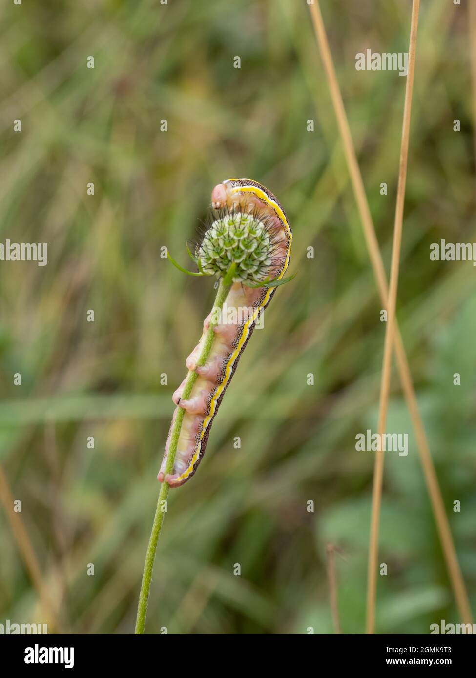 il bruco o larve di un Moso di un grembiule, Ceramica pisi, che si nutrono su un fusto vegetale. Foto Stock