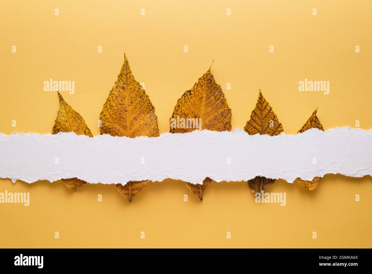 Carta autunnale con foglie cadute su sfondo giallo e carta da appunti per spazio di copia per il testo Foto Stock