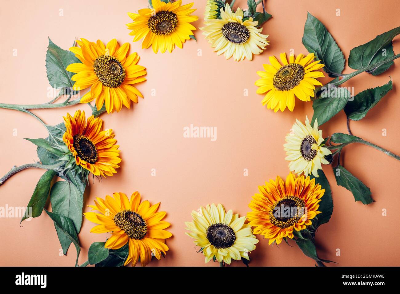 Mazzo di girasoli giallo arancio lime messi in cerchio sullo sfondo. Gruppo di fiori estivi autunnali. Vista dall'alto. Spazio Foto Stock