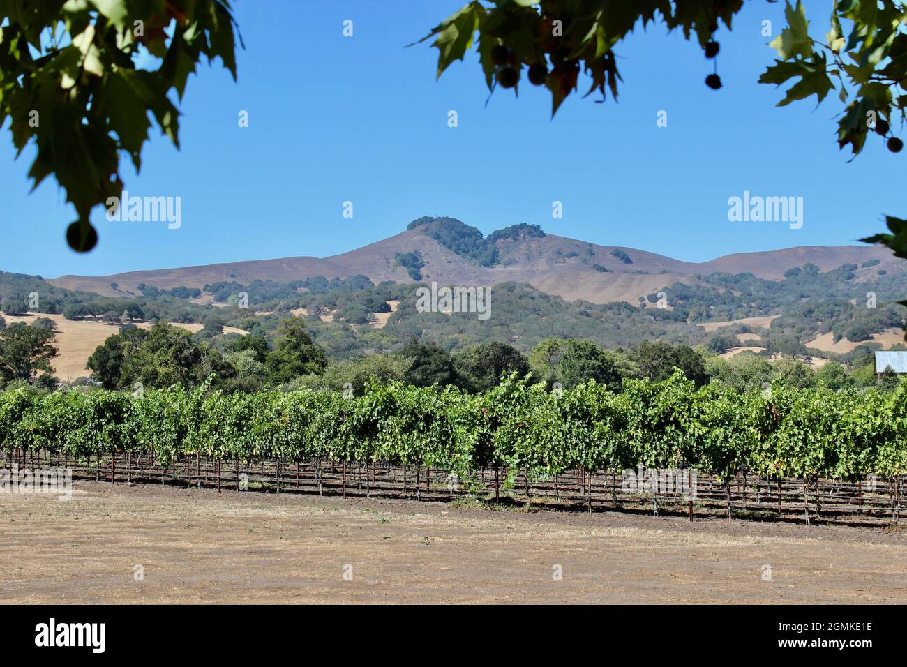 Vigneto, Solano Country Green Valley AVA, California Foto Stock