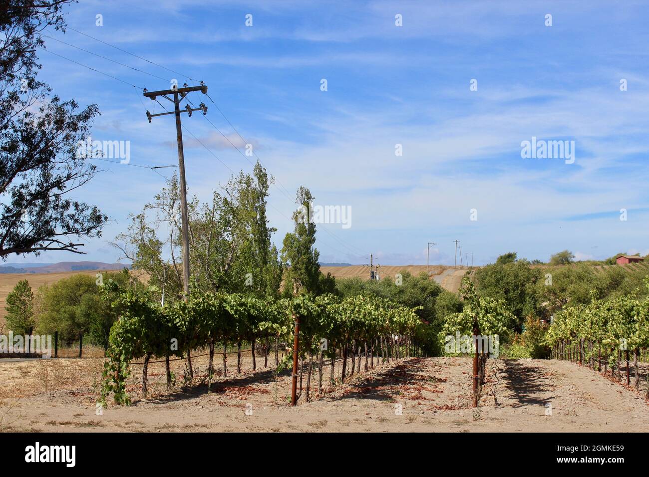 Vineyard, Los Carneros AVA, Napa, California Foto Stock