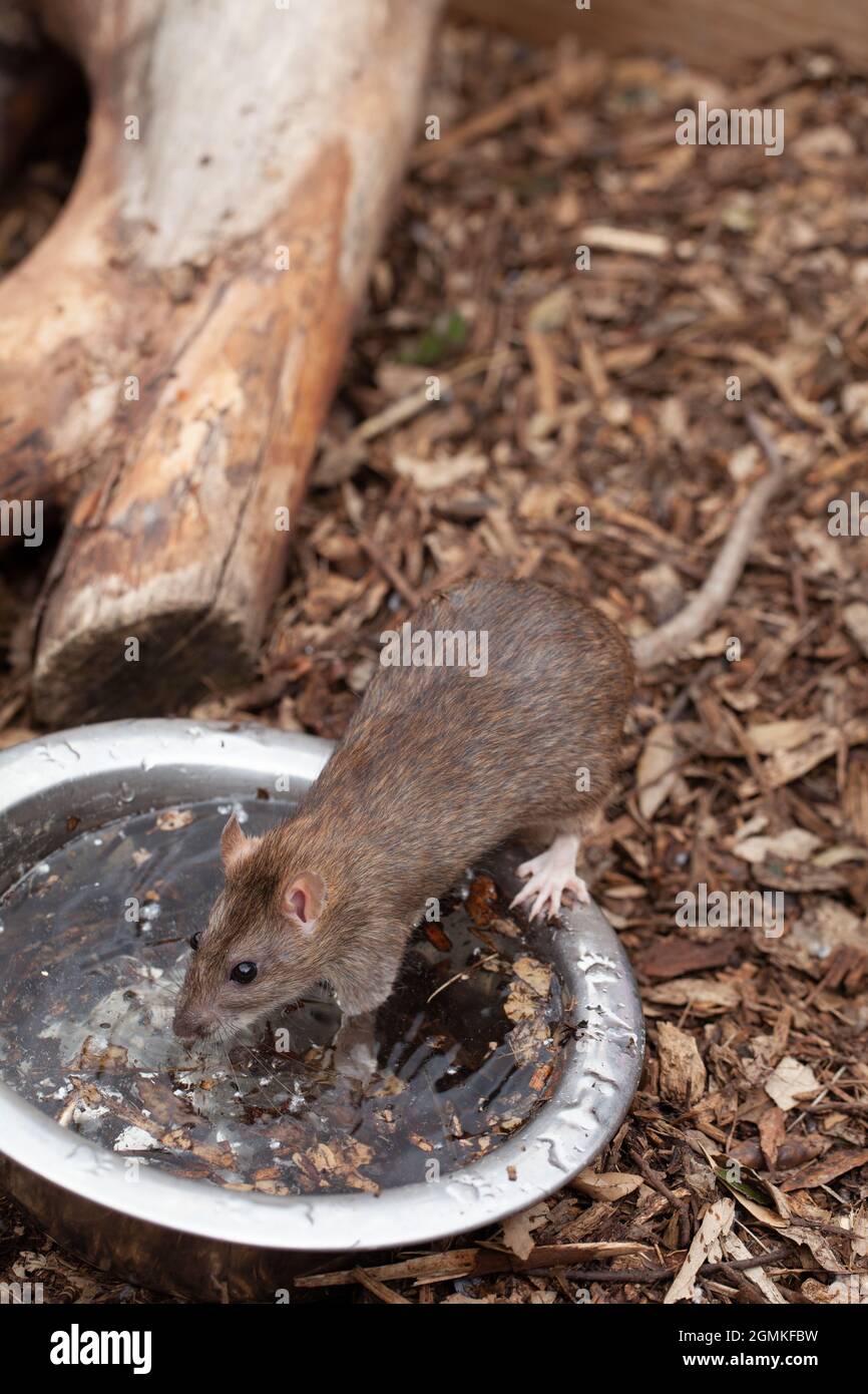 Rat marrone (Rattus norvegicus). Tentativo di bere da un contenitore di acqua in metallo coperto di ghiaccio sul pavimento di una voliera di uccelli. Un peste invasiva, possibile Foto Stock
