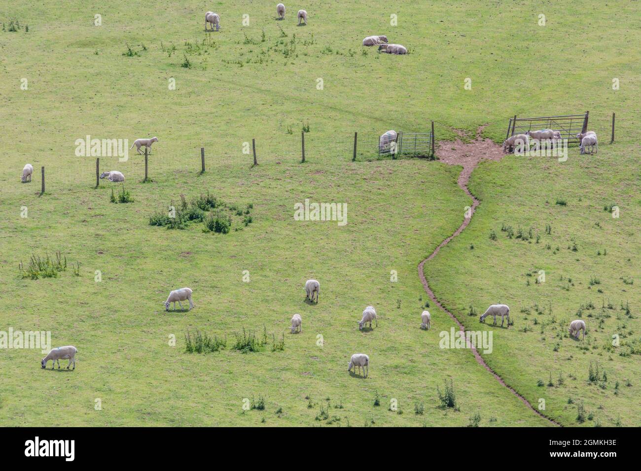 Sparato di pascolo campo collina (in Cornovaglia) con pecore pascolo erba. Metafora per la sicurezza alimentare / cibo in crescita, allevamento del Regno Unito, benessere degli animali. Foto Stock
