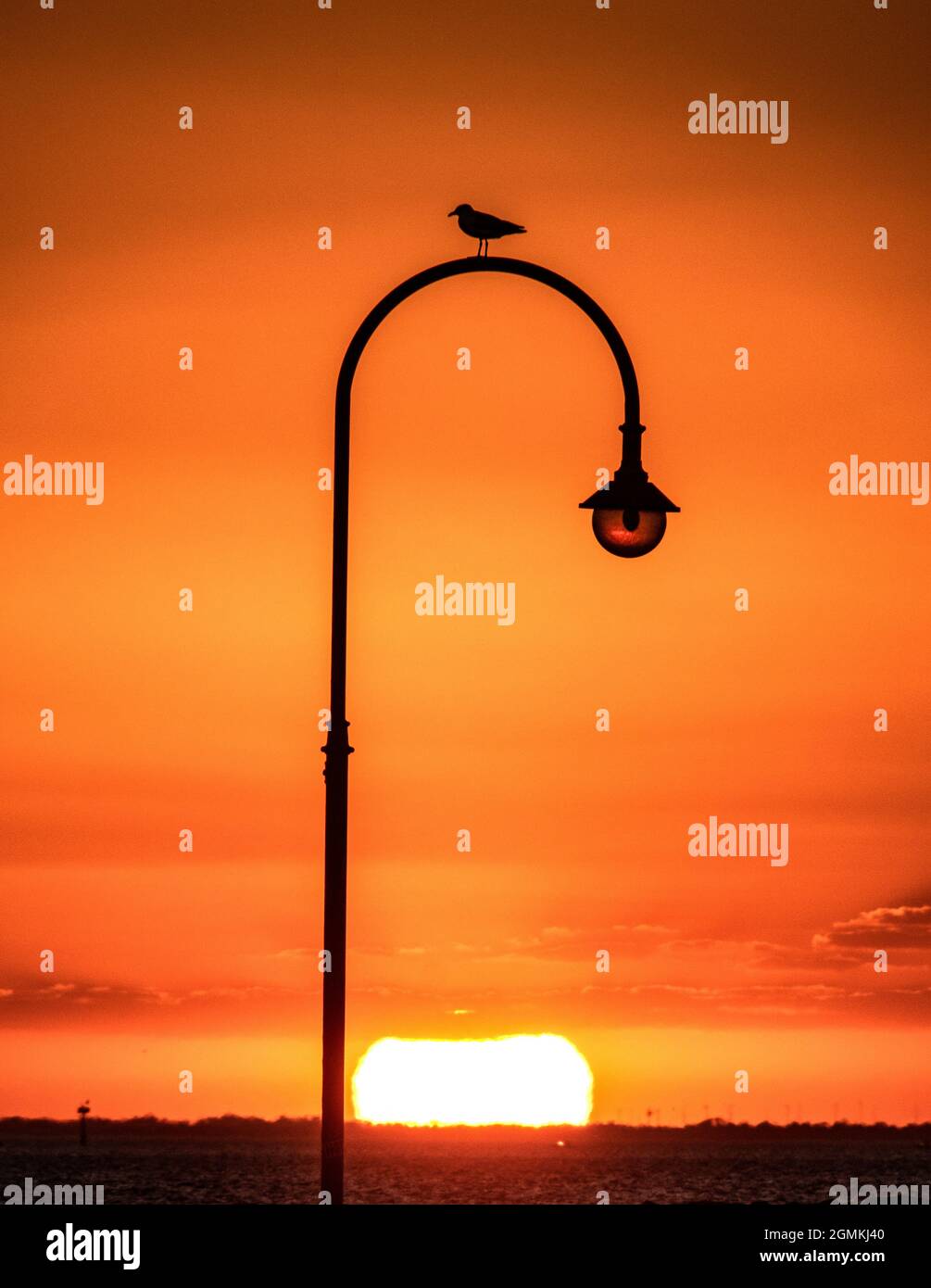 Silhouette al tramonto. Un gabbiano siede su una lampada come i tramonti in Melbourne Australia. Foto Stock