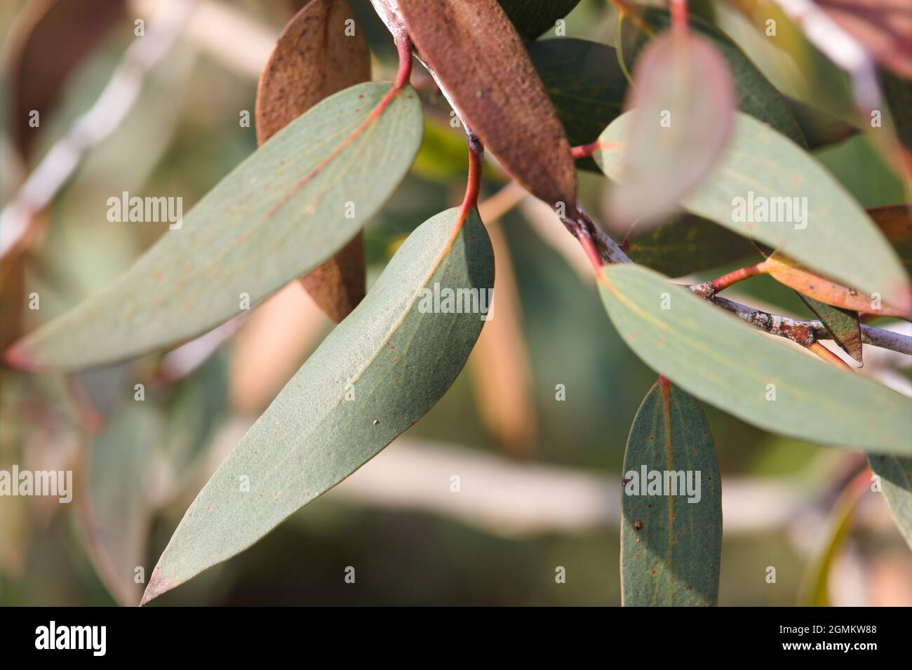 Primo piano di un particolare foglia di un albero di gum di neve di Jounama ( Eucalyptus pauciflora ) Foto Stock