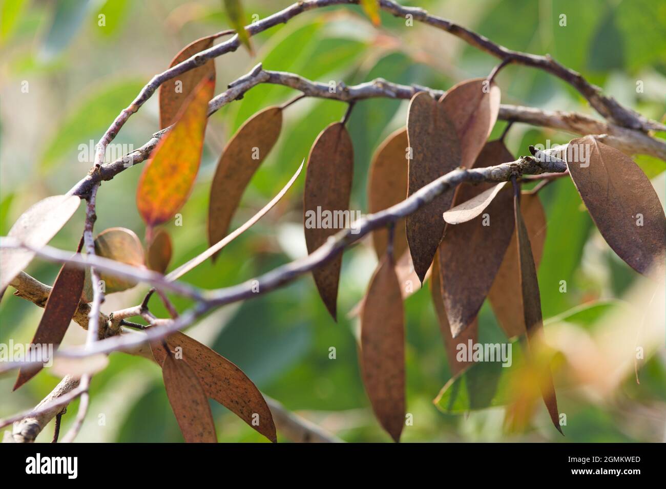 Foglie di rame-bronzo di Jounama Snow Gum Tree ( Eucalyptus pauciflora ) Foto Stock