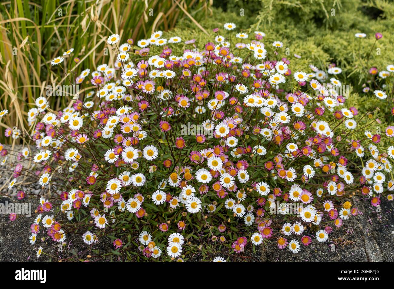 Massa di fiori di Erigeron karvinskianus in estate Foto Stock