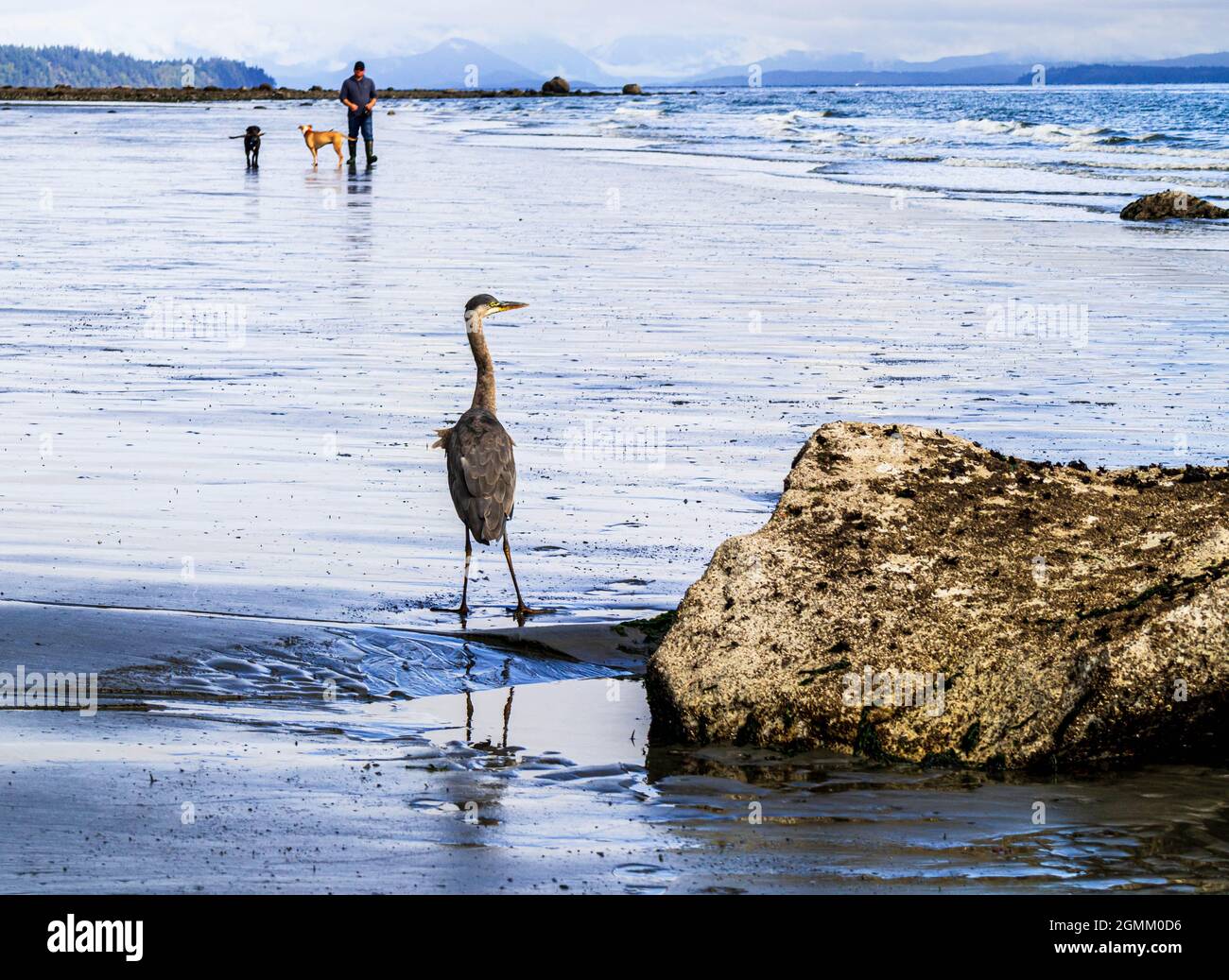 Great Blue Heron si erge su una spiaggia a bassa marea, guardando verso l'acqua. Un uomo e due cani stanno camminando verso l'airone. Spiaggia luminosa, riflessione. Foto Stock
