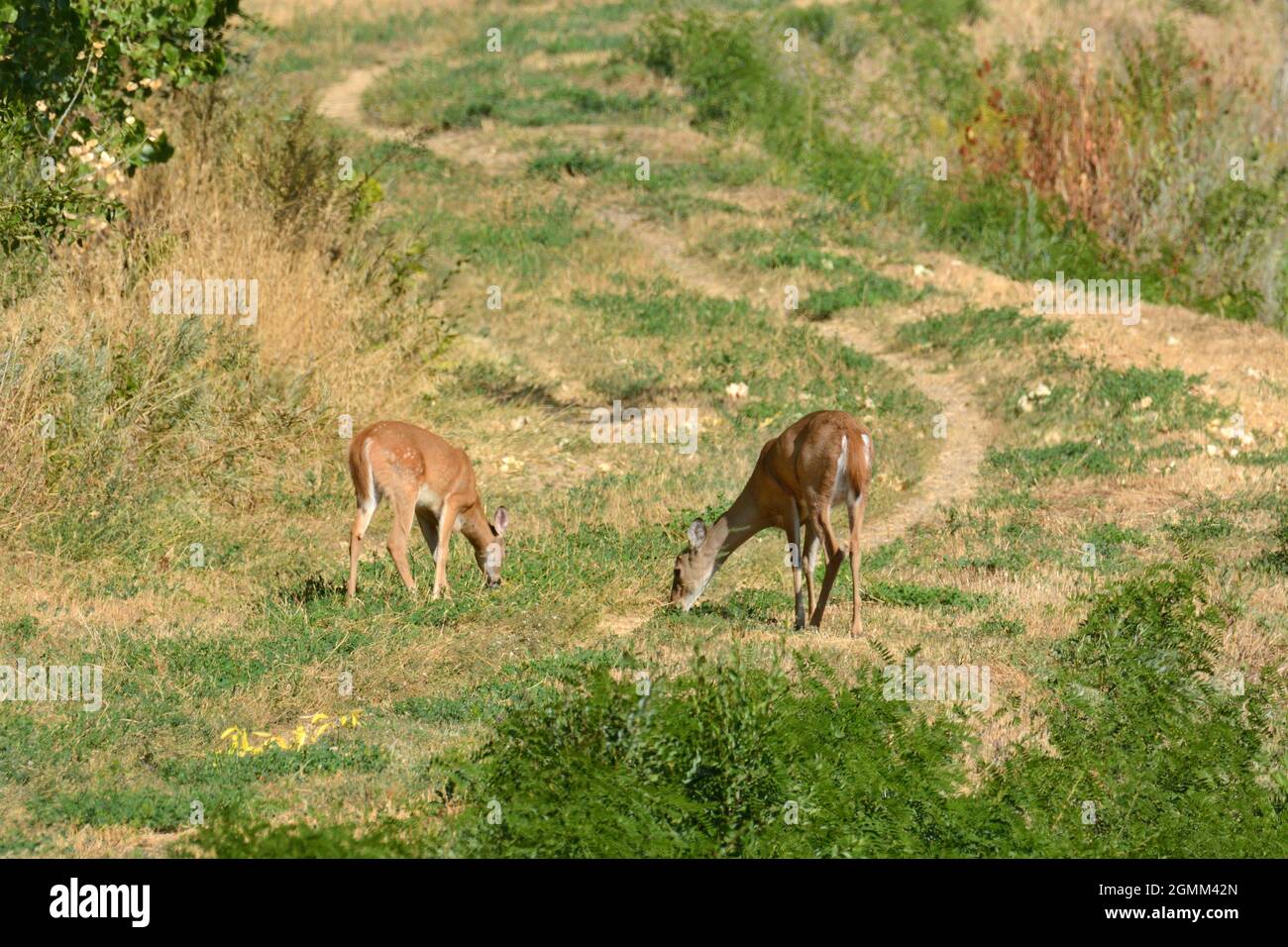 Capriolo con coda bianca e cervo pascolante sull'erba vicino ai sentieri fuori strada nel parco Foto Stock