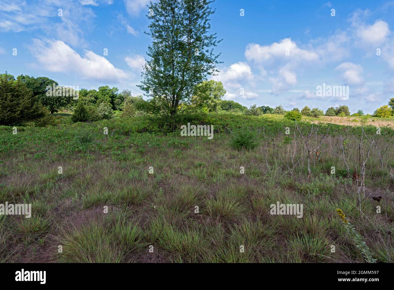 boschi e prateria a dune di nuvola grigia area naturale scientifica in boschetto cottage Foto Stock