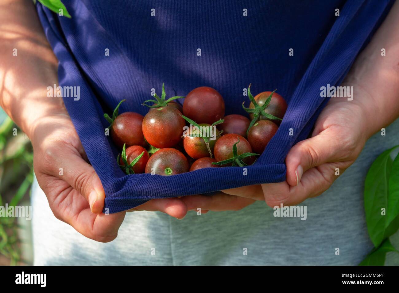Pomodori ciliegini rossi maturi in mano della donna. Foto Stock