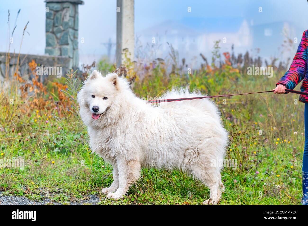 Cane soffice, razza samoyed Husky, Pomerania artico Foto Stock