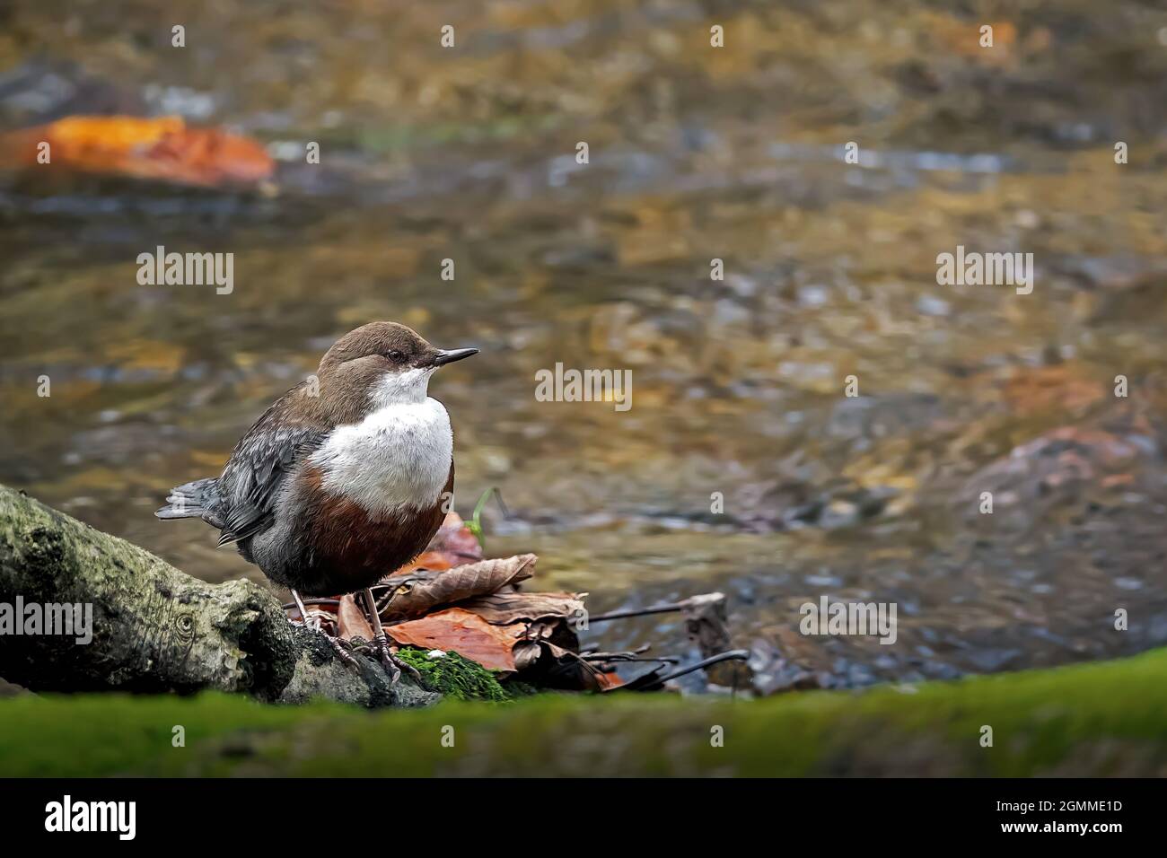 Dipper a gola bianca su un ramo del fiume Würm in baviera, Germania, Europa Foto Stock