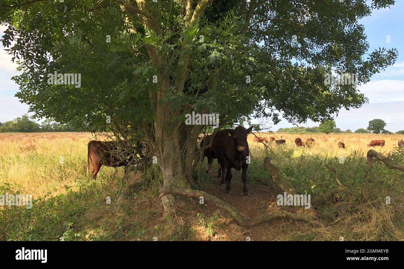 Red poll bestiame pascolo la parte rewilding della tenuta, che sarà utilizzato per la carne al Wild Ken Hill in Norfolk. I metodi di "agricoltura rigenerativa" e di ridare alla natura terre improduttive vengono utilizzati per aumentare la fauna selvatica e immagazzinare carbonio in un progetto di campagna su larga scala. Il team del progetto Wild Ken Hill di 4,000 acri a Norfolk sta implementando tecniche agricole per ripristinare terreni sani nei campi coltivabili in modo da bloccare il carbonio e fornire nutrienti naturali per le colture invece di fertilizzanti sintetici. Data di emissione: Lunedì 20 settembre 2021. Foto Stock