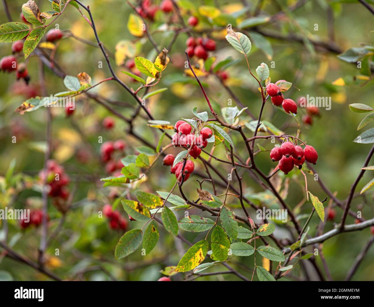 Rosa glauca in autunno nel giardino Foto Stock