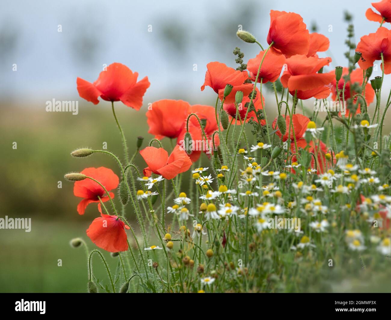 Papaveri comuni su una strada verge in spazio copia estate Foto Stock