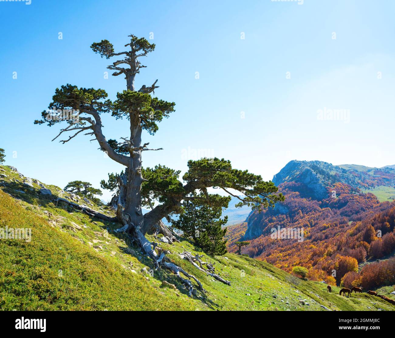 Pino bosniaco sulla Serra di Crispo (Giardino degli dei), Parco Nazionale del Pollino, Monti dell'Appennino meridionale, Italia. Foto Stock