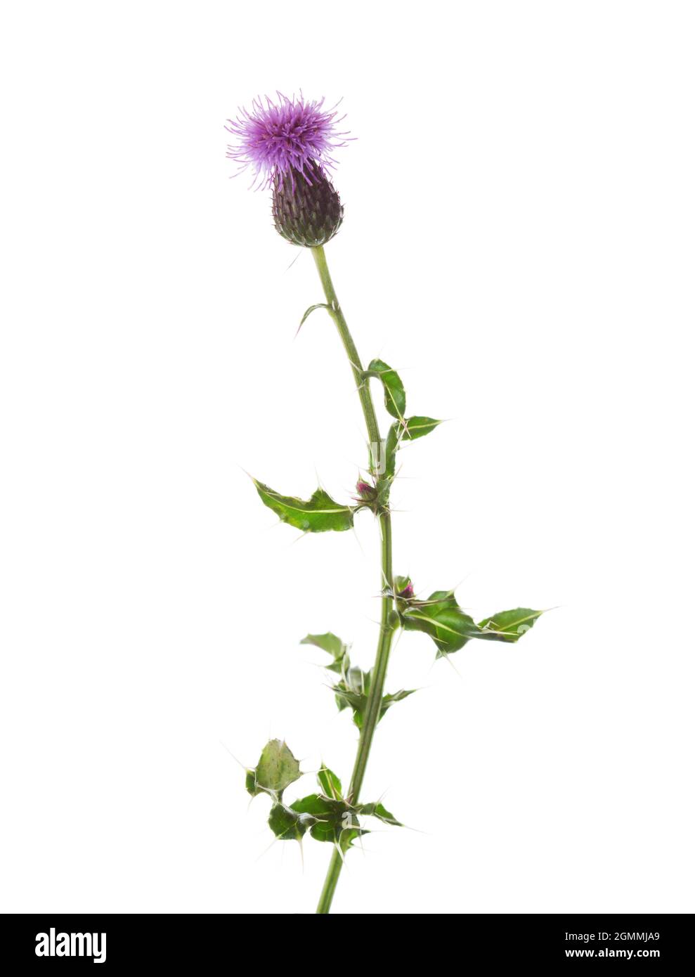 Thistle strisciante fiorente (Arvense Cirsium) isolato su sfondo bianco. Messa a fuoco selettiva. (Cardo canadese, cardo) Foto Stock
