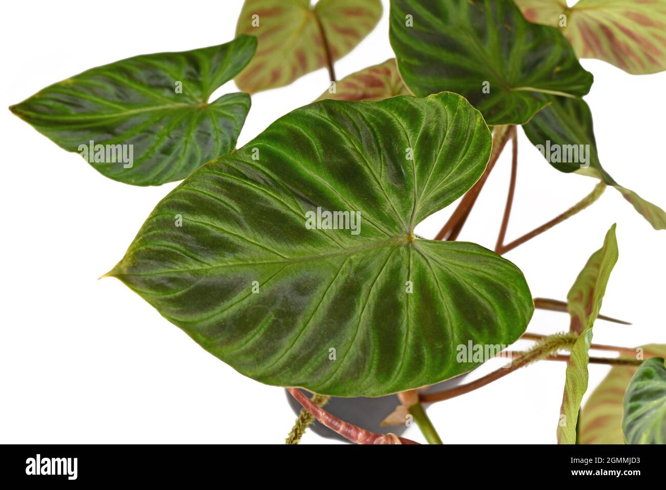 Foglia di velluto di pianta tropicale 'Philodendron verrucosum' su sfondo bianco Foto Stock