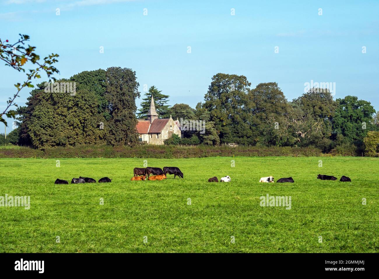 Acaster Malbis villaggio chiesa dietro un campo di mucche, North Yorkshire, Inghilterra Foto Stock