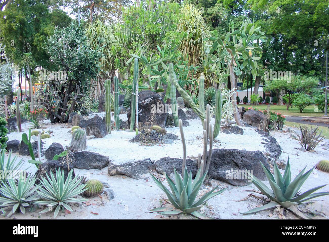 Alcuni cactus sono cresciuti nel parco di ho Chi Minh City, Vietnam Foto Stock