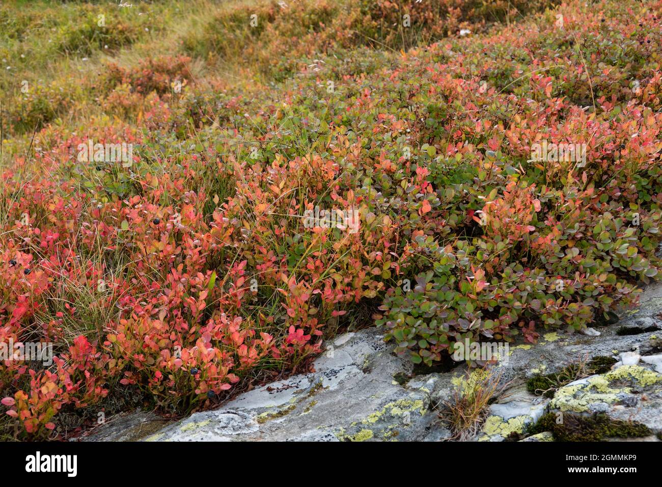 Mirtillo nei colori autunnali, bacche blu e foglie rosso-brune Foto Stock