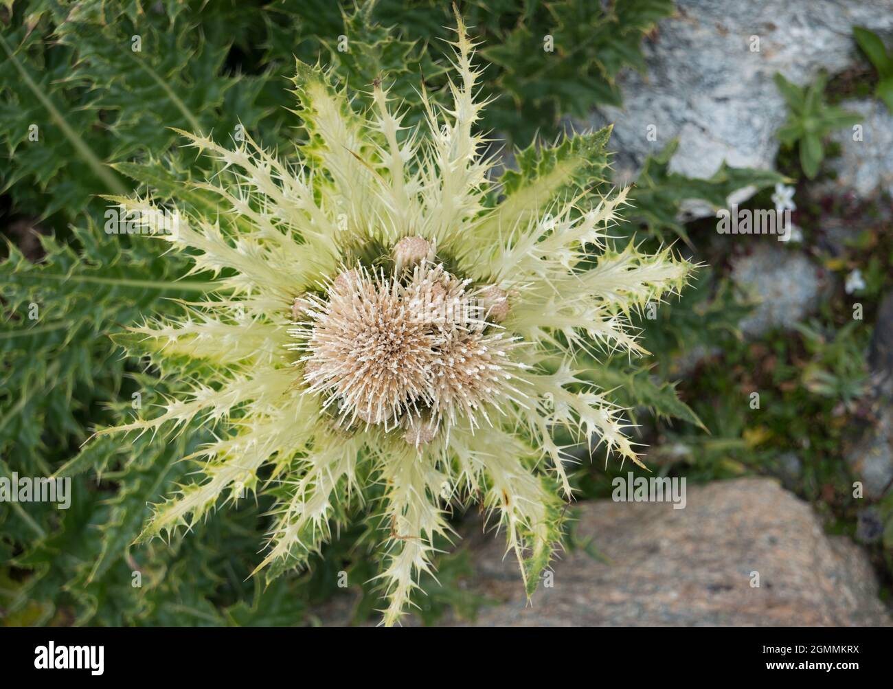 Vista dall'alto della testa del fiore del cardo Spiniest Foto Stock
