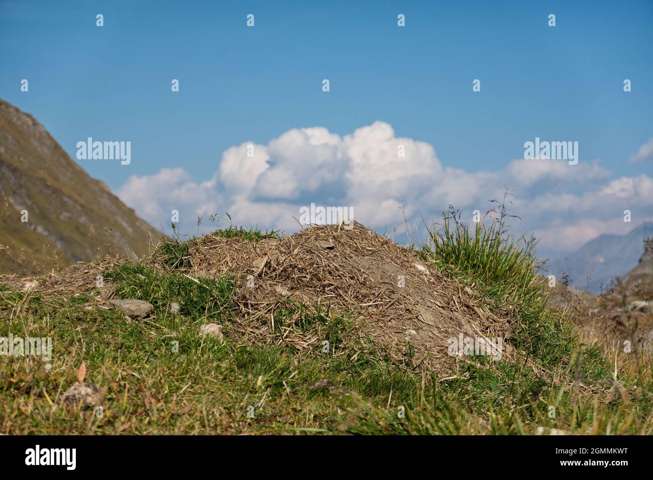 Lo scricchiolone di una marmotta alpina, da cui il residente ha rimosso il vecchio materiale di nidificazione, sotto un cielo blu Foto Stock