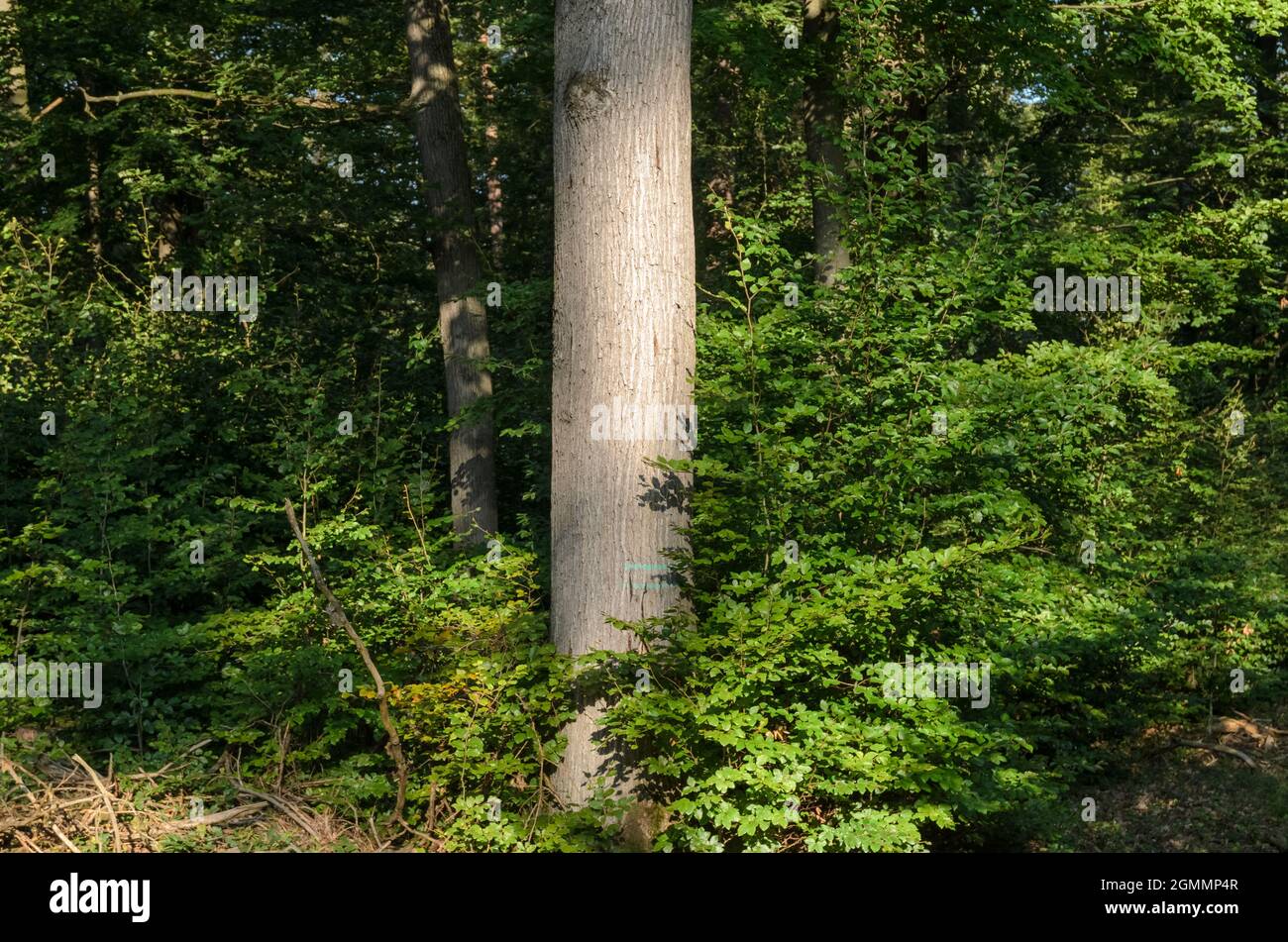 Tronco di albero e verde fogliame in una foresta in Germania, Europa Foto Stock