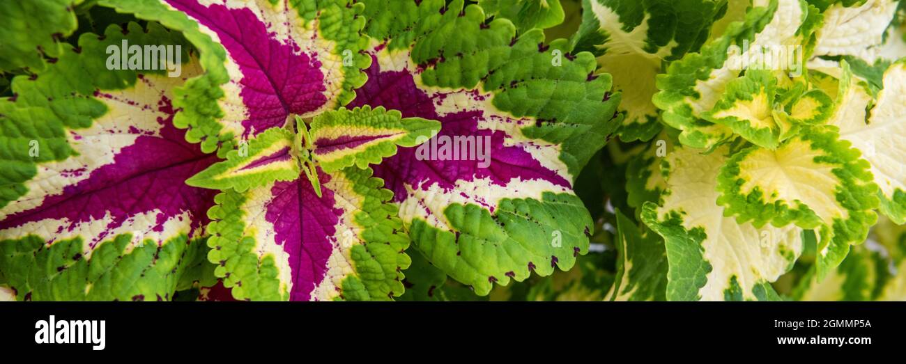 Banner impianto Coleus. Primo piano di piante di Coleus variegate. Ortica dipinta, ortica di fiamma, ortica decorativa. Lussureggiante macchia di coleo multicolore. Foto Stock