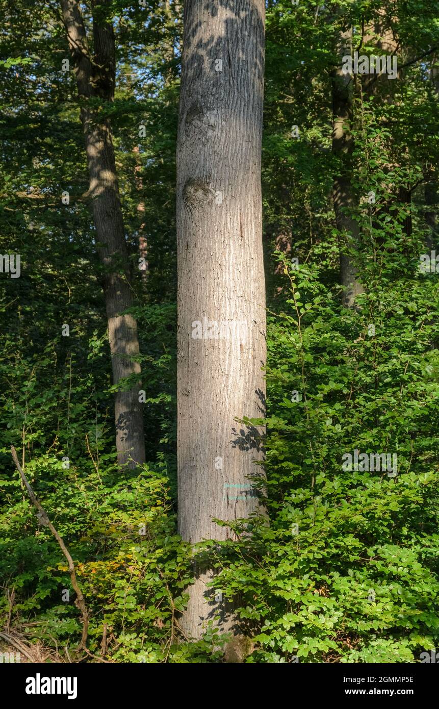 Tronco di albero e verde fogliame in una foresta in Germania, Europa Foto Stock