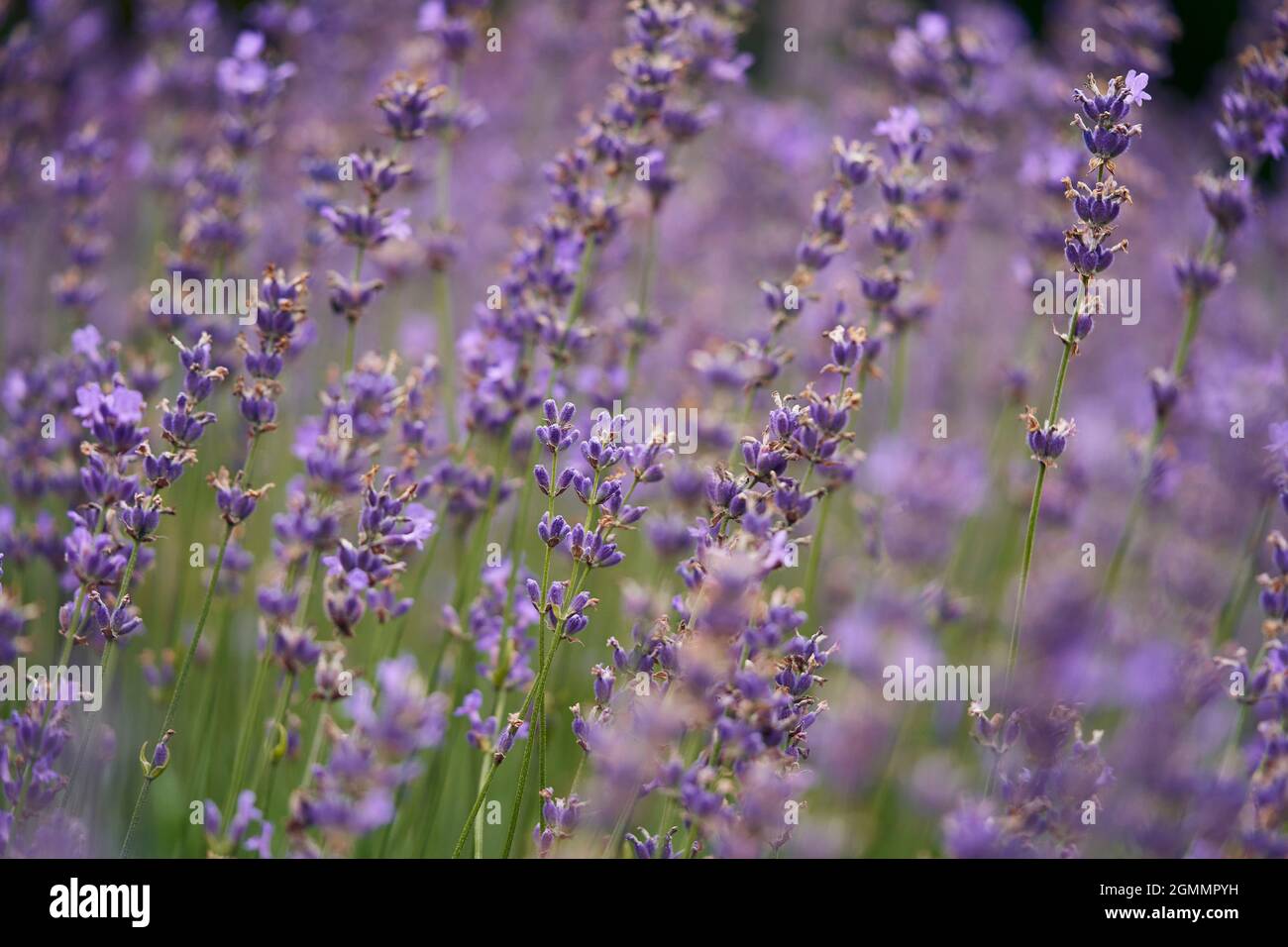 Coltivazione di lavanda viola Foto Stock