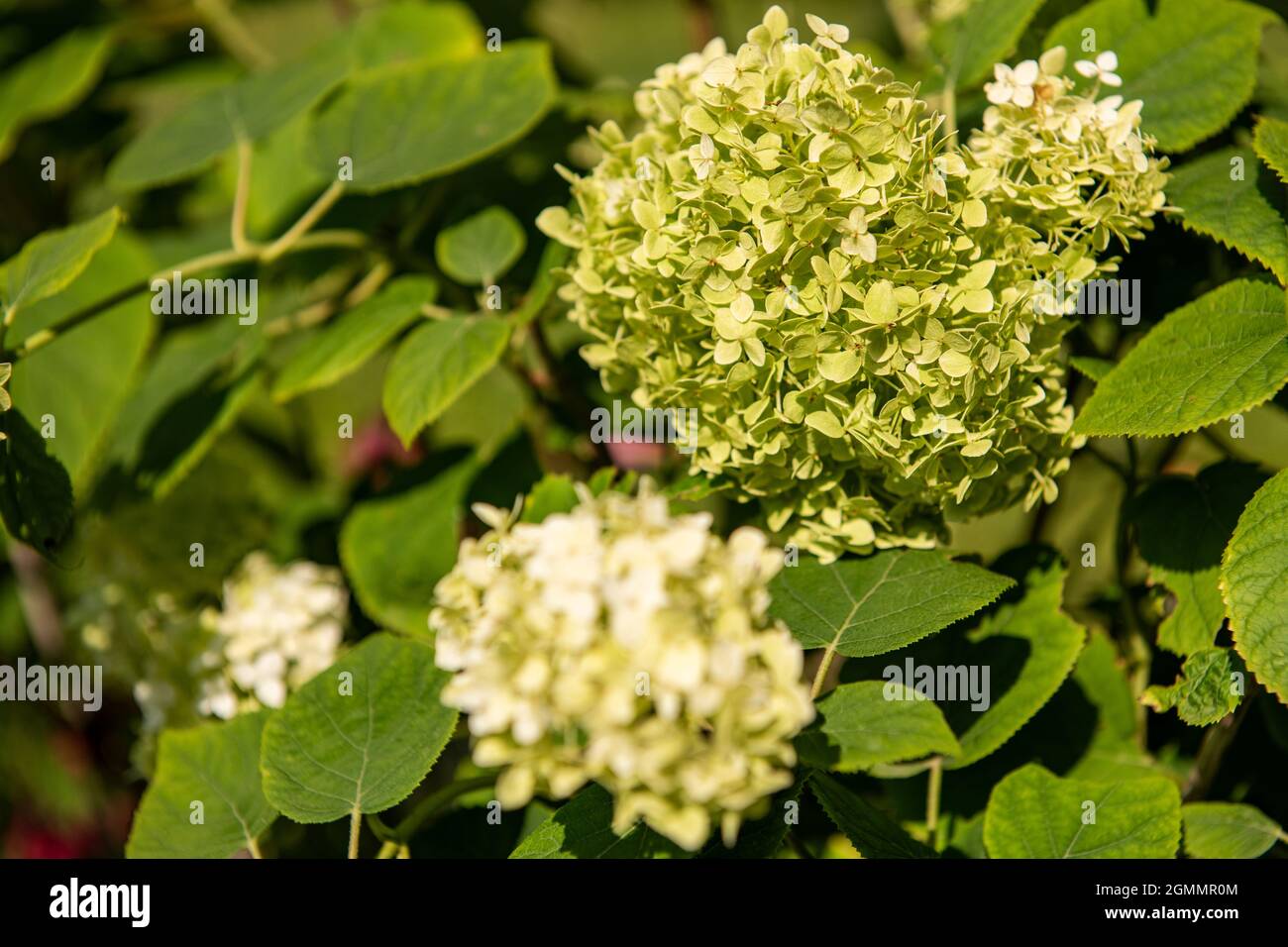 Hydrangea arborescens annabelle o liscio hydrangea arbusto con fiori bianchi che diventano verdi più tardi in stagione. Foto Stock