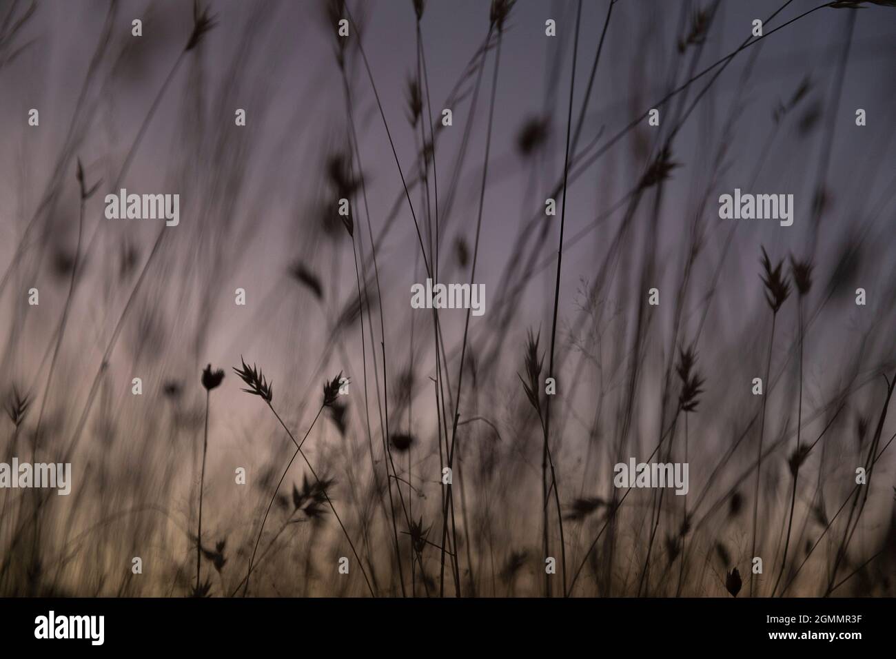 Dettagli ravvicinati con erba alta e cielo viola Foto Stock