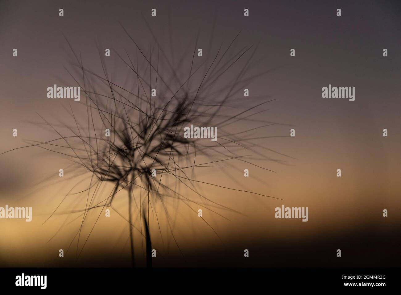 Primo piano spiky pianta contro il cielo crepuscolo Foto Stock