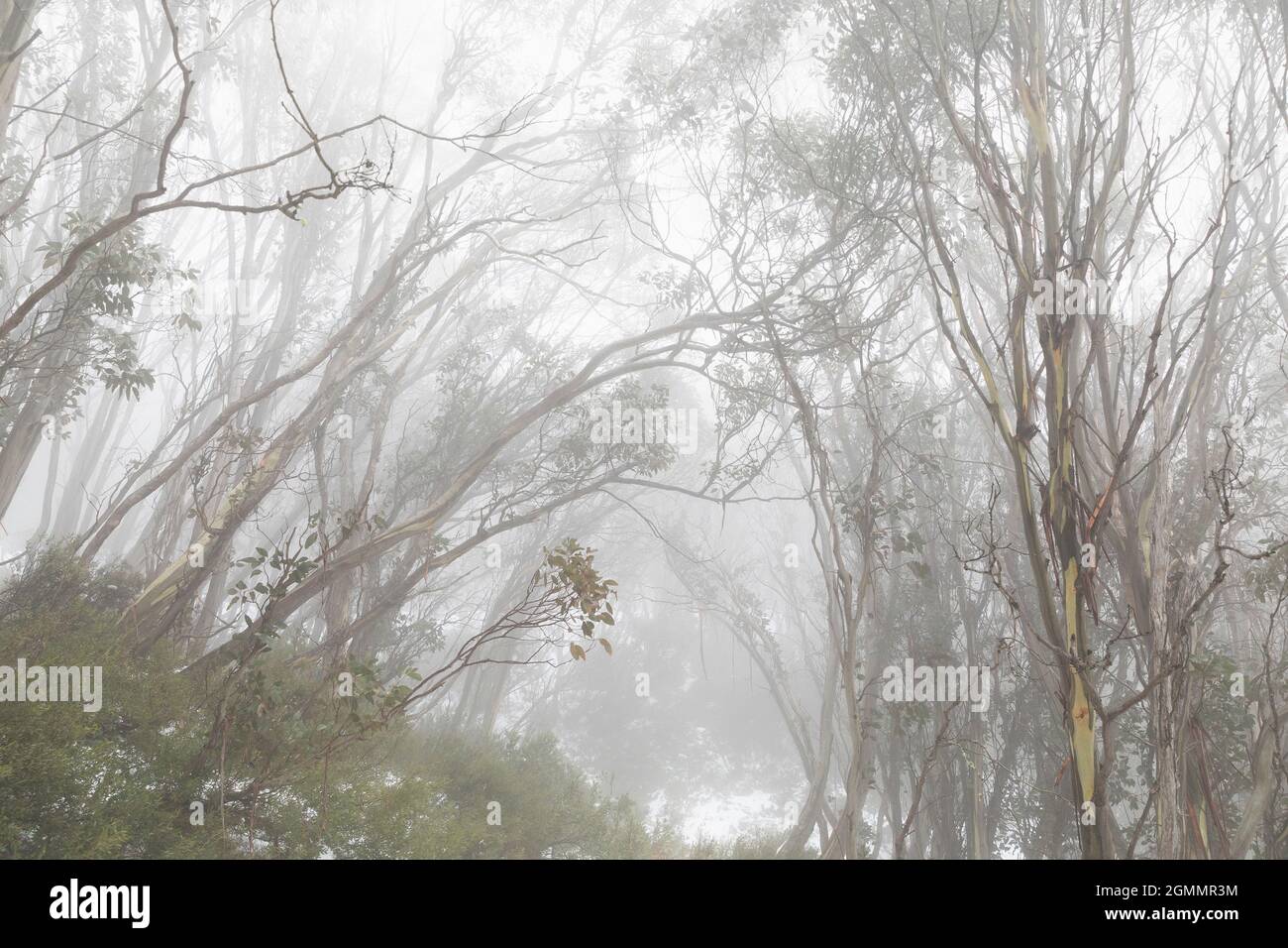 Alberi nei boschi innevati di nebbia Foto Stock