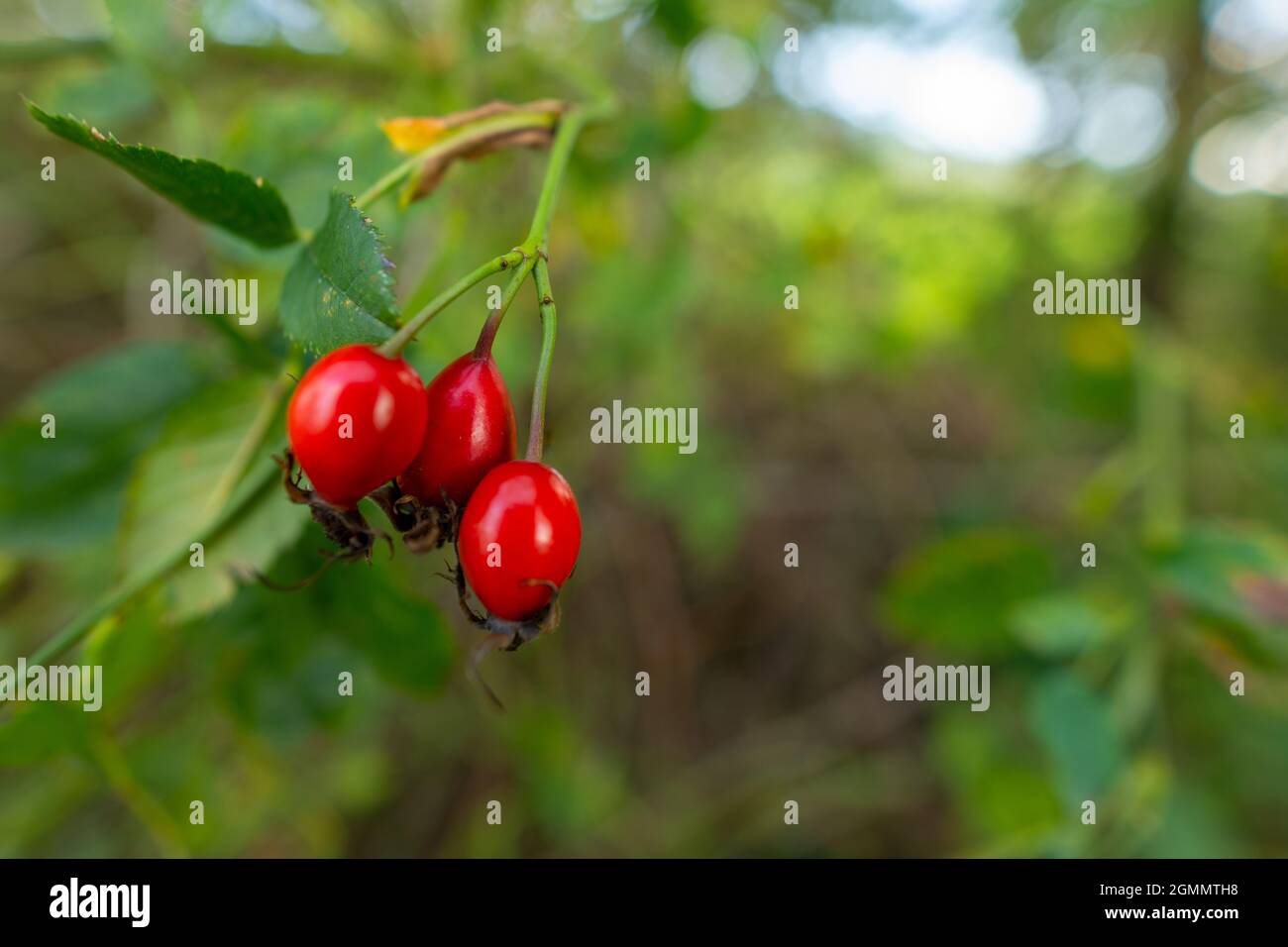 Rosa rossa matura foresta fianchi. Foto Stock