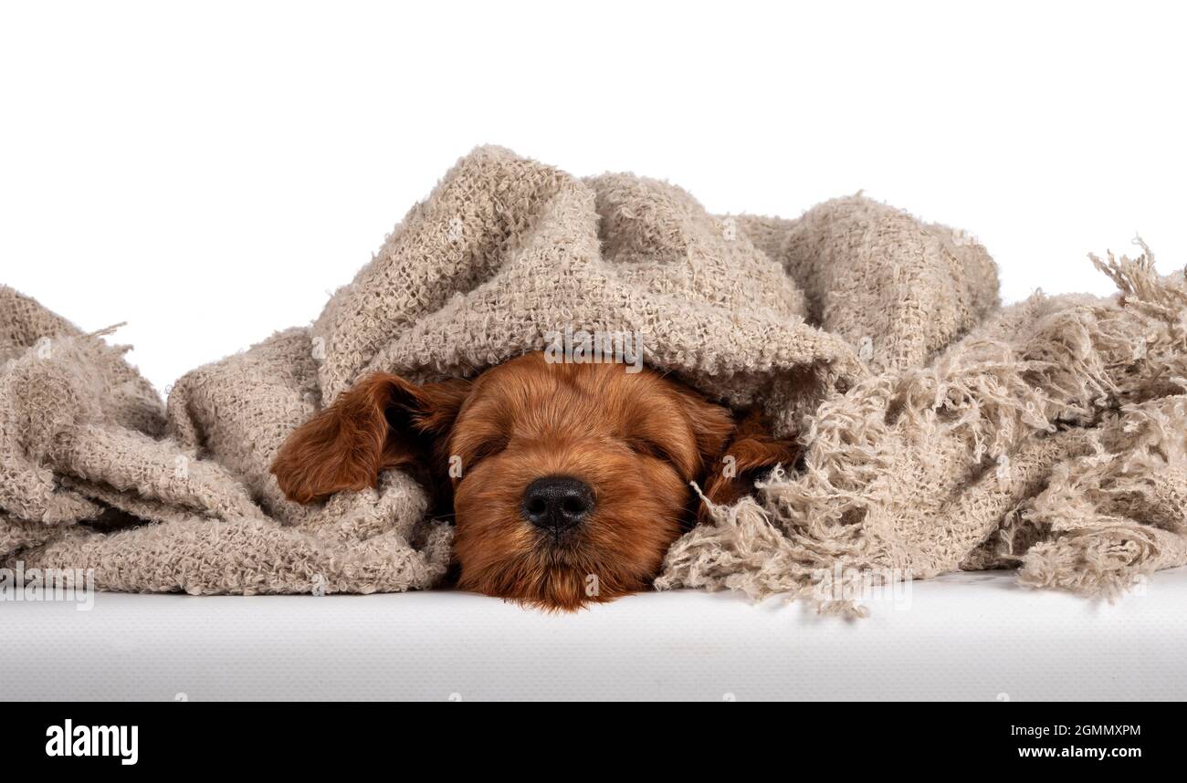 Adorabile cucciolo di Cobberdog aka Labradoodle cane, che si posa sotto coperta marrone dormire. Isolato su sfondo bianco. Foto Stock