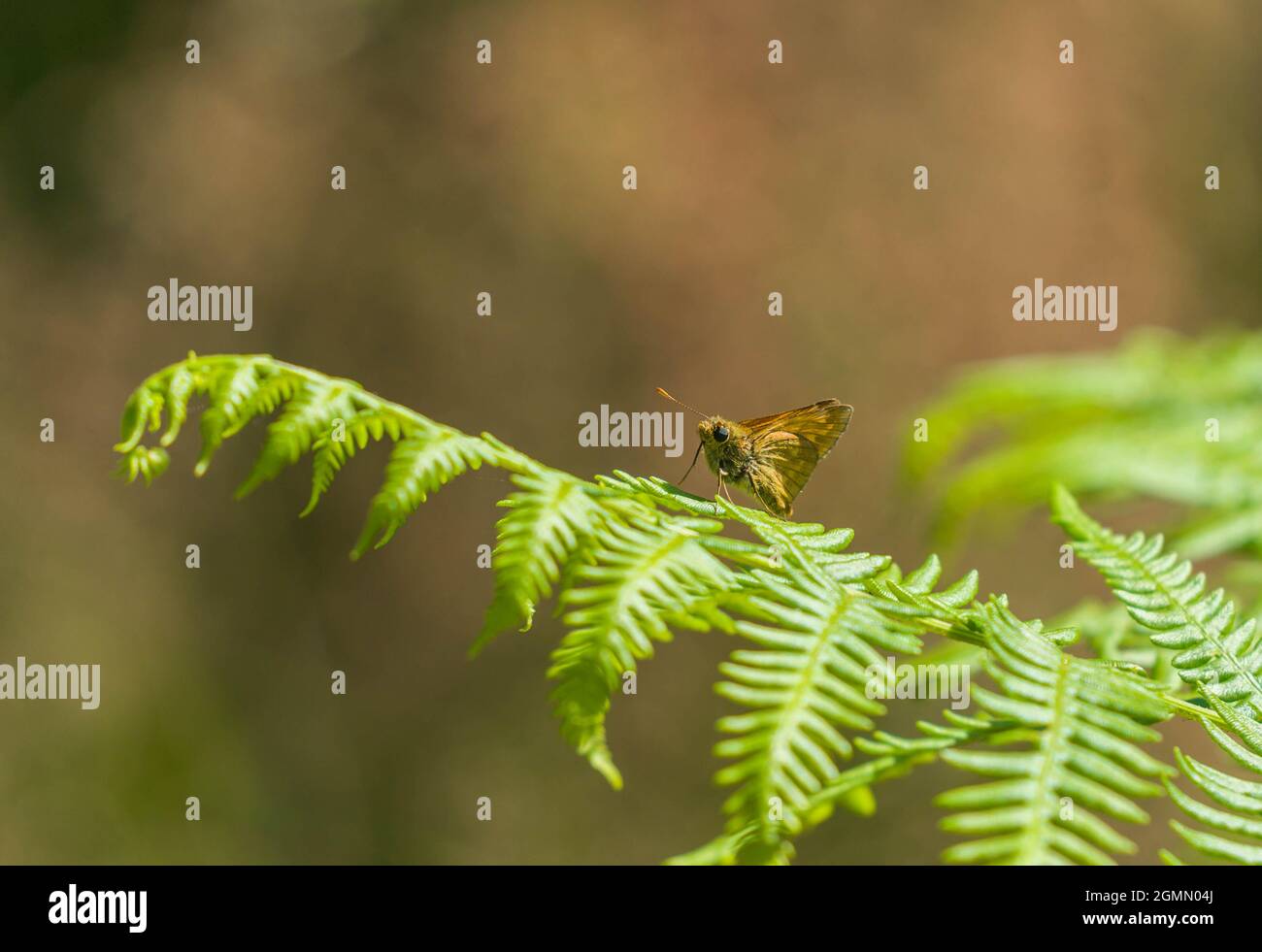 Grande Skipper (Ochlodes sylvanus) arroccato su Bracken fronts, Herefordshire Regno Unito. Luglio 2021. Foto Stock