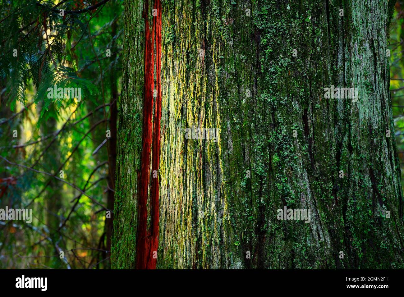 Un'immagine esterna di una foresta del Pacifico nord-occidentale con alberi di cedro rosso occidentale Foto Stock