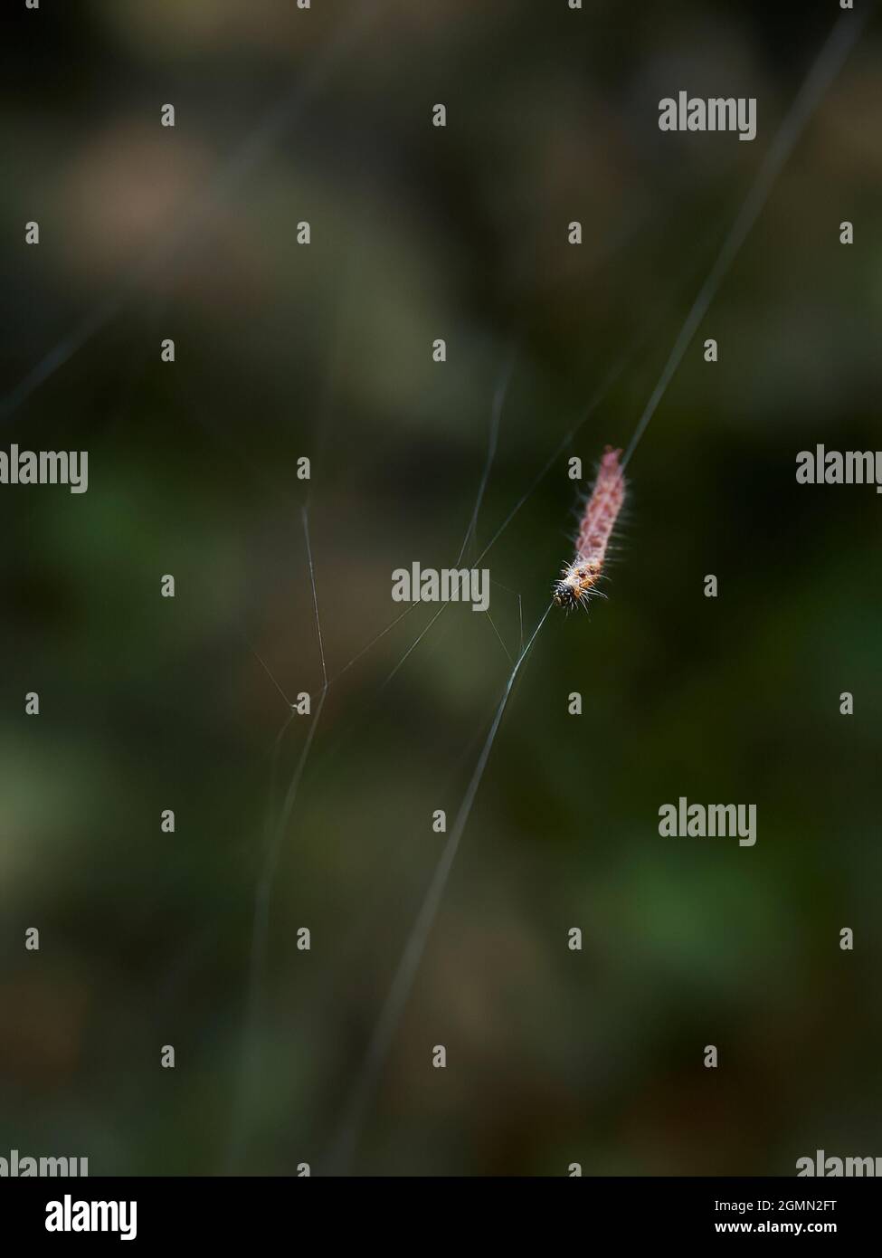 Un bruco di falena a coda marrone si muove lungo un filo di seta, parte di un nastro protettivo intorno a un cespuglio del giardino, vagliando gli insetti mentre si nutrono. Foto Stock